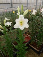 [5152 White Sae DJ No02.JPG]